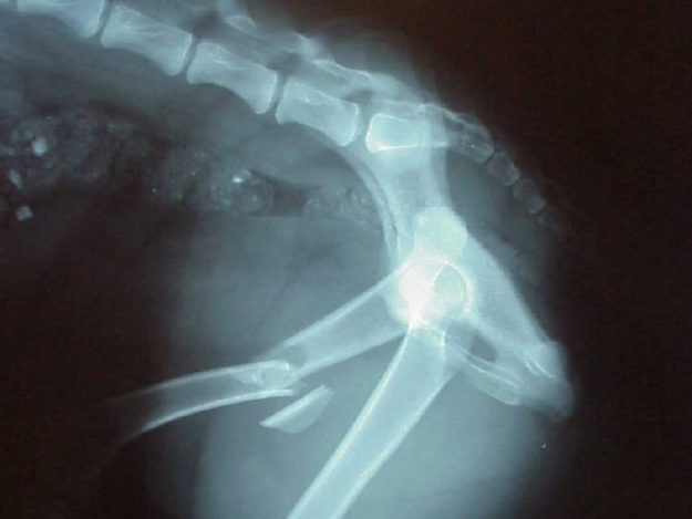 Triage STAT: Emergency Approach to the Small Animal Trauma Patient