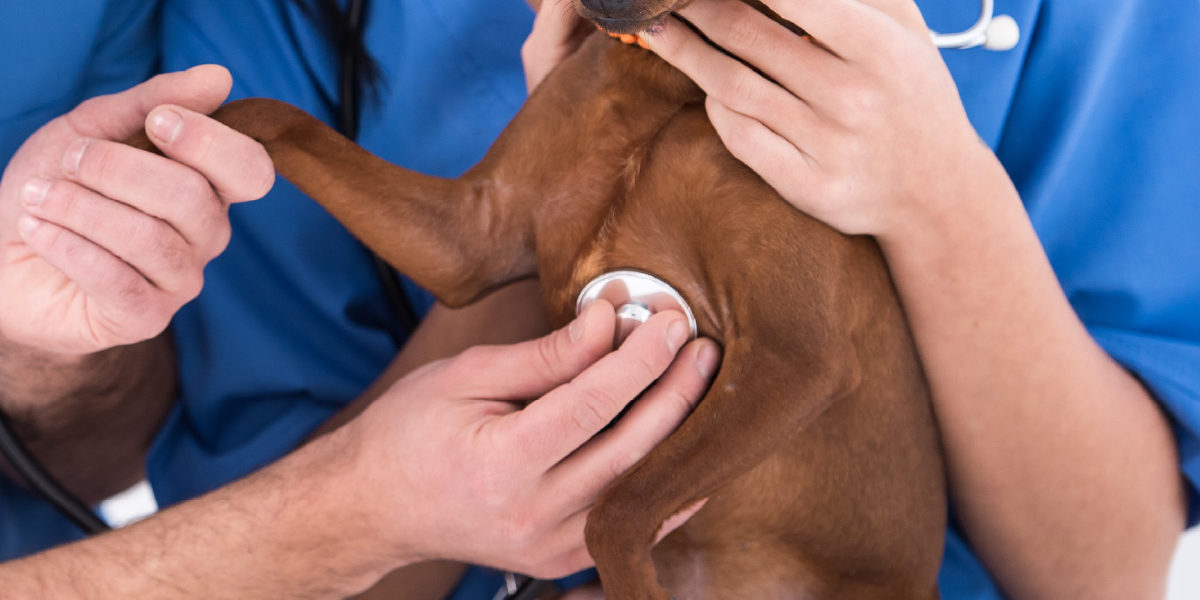 B0004-Tile Top 5 Canine Congenital Heart Diseases: Diagnostic Tips