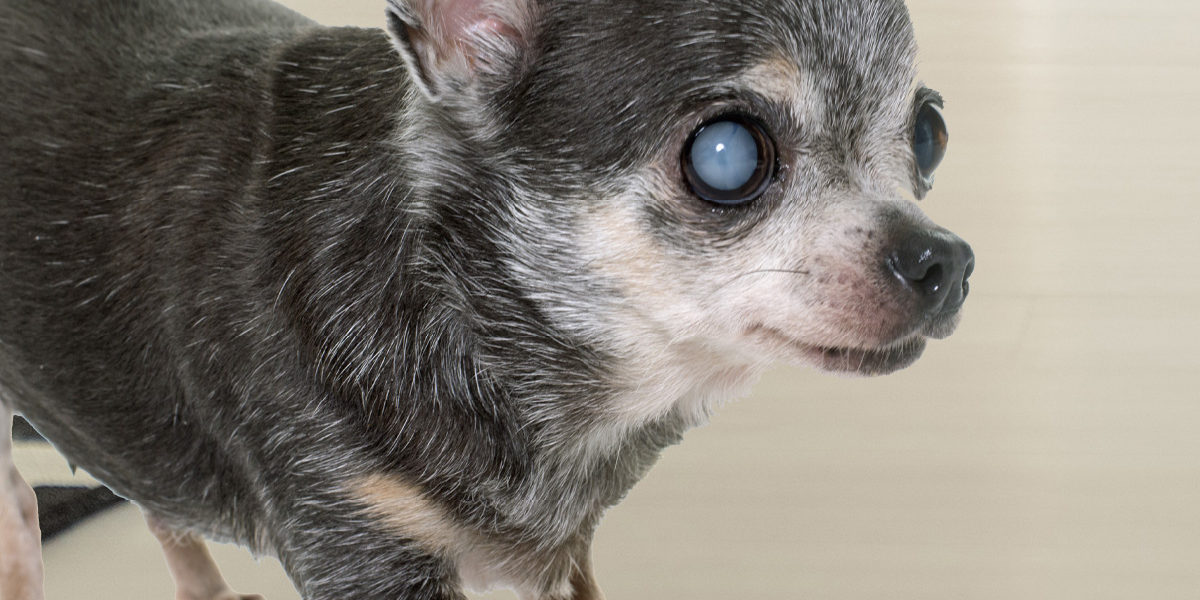 B0008-Tile Ocular Manifestations of 7 Systemic Veterinary Diseases