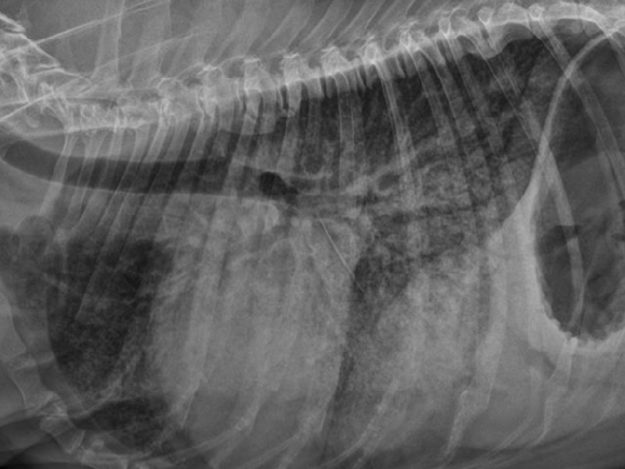 Cardiac Emergencies in Dogs