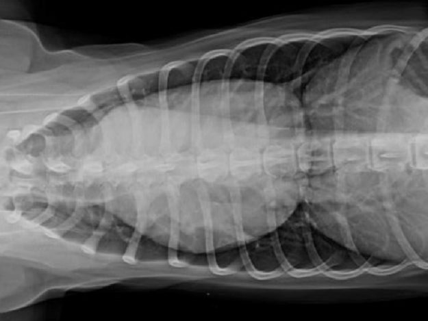 Heart Murmur Review: Next Steps & Conversations with Pet Parents