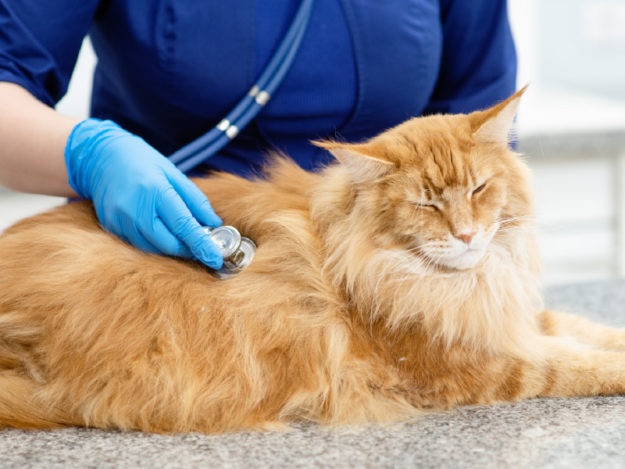 Examination of the Dyspneic Cat
