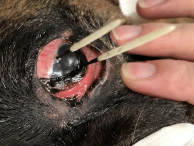 Canine Red Eye: External Causes