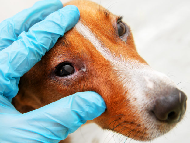 Canine Red Eye: Internal Causes