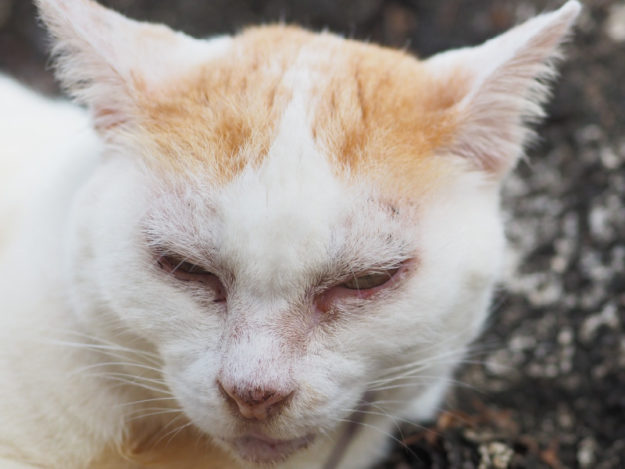 Feline Red Eye: At the Surface