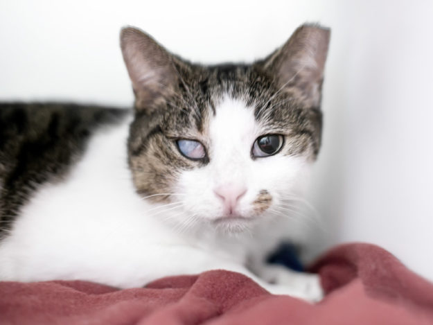 Feline Red Eye: Delving Deeper