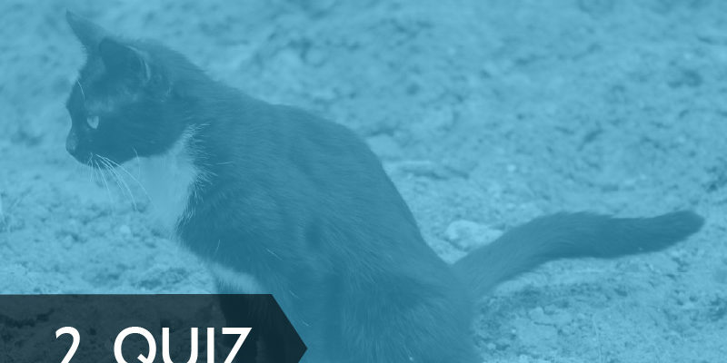 TVL0019-Quiz Feline Housesoiling
