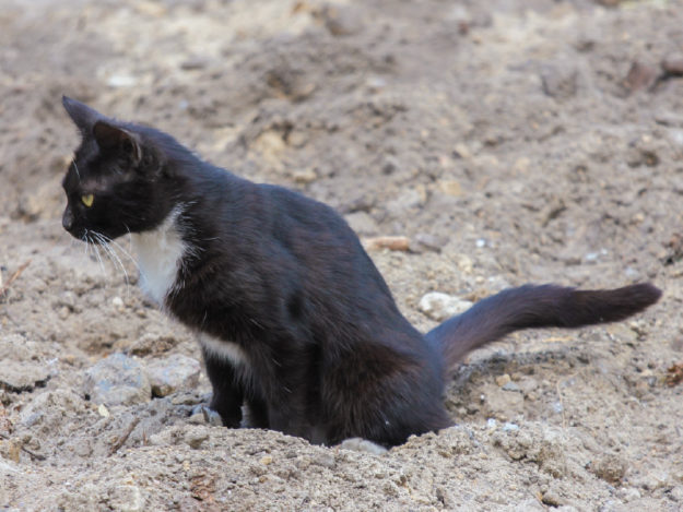 Feline Housesoiling