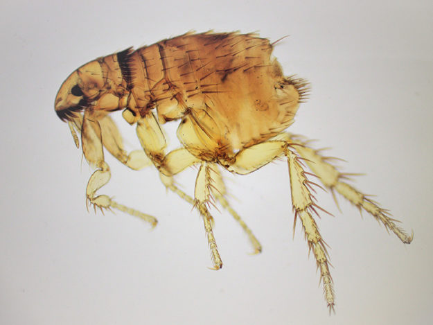 Allergies (Flea, Food, and Contact)