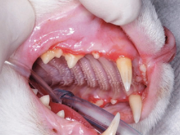 Periodontal Disease in Dogs and Cats