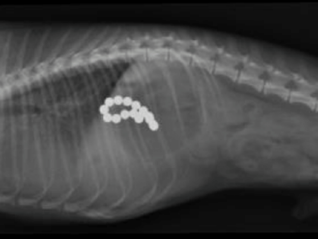 Gastrotomy in Dogs and Cats