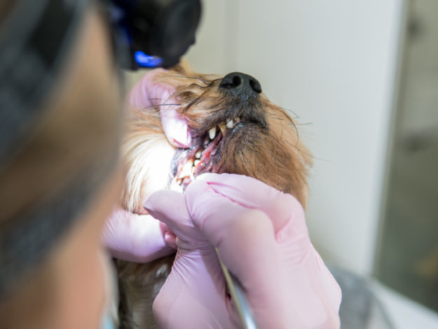 Basic Dental Extractions in Dogs and Cats