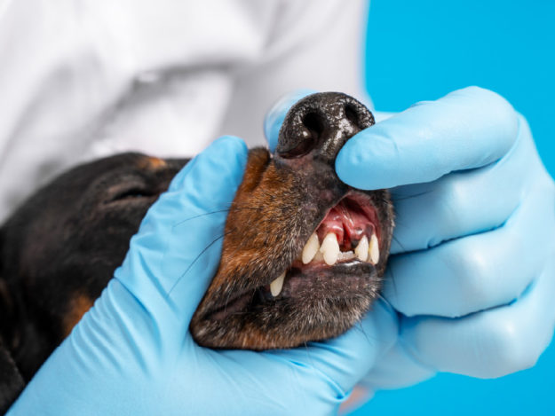 Surgical Dental Extractions and Complications in Dogs and Cats