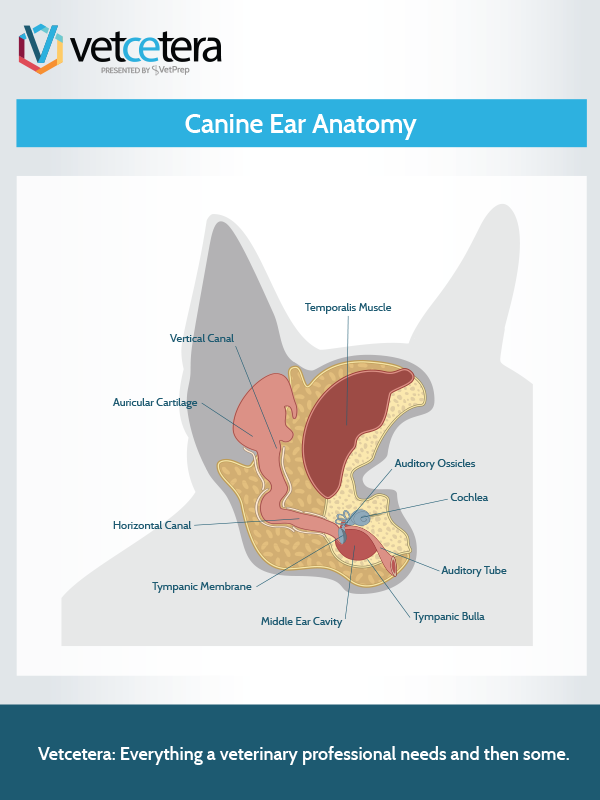 Canine Ear Anatomy