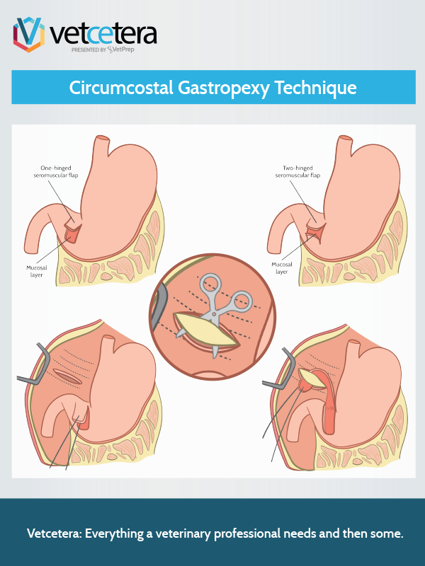 I0011-Tile Circumcostal Gastropexy Technique