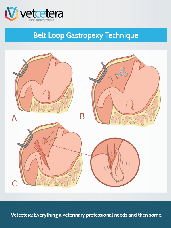 I0012-Tile Belt Loop Gastropexy Technique