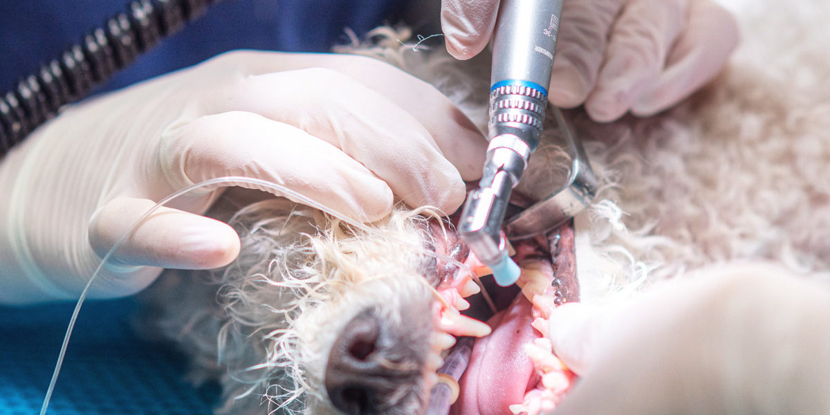 Dental Extractions Dental Extractions