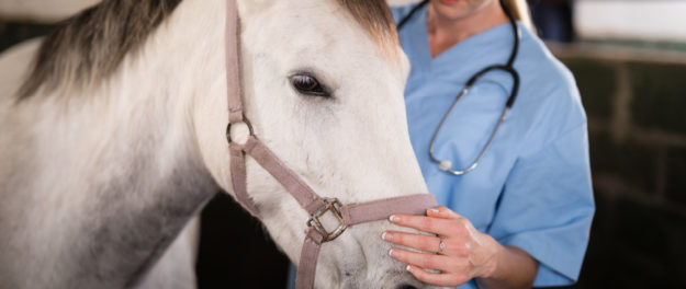 Equine Feed Contamination and Toxicology