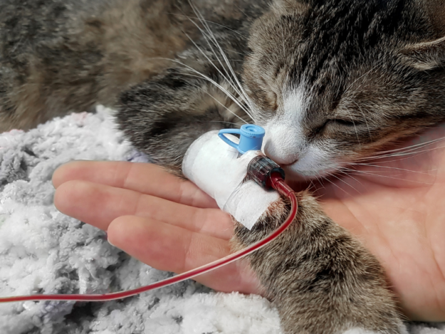 Advanced Catheterization Techniques
