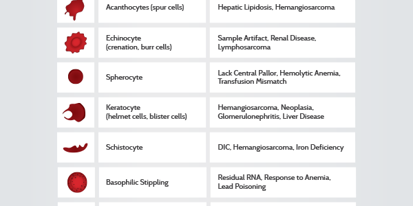 Canine Red Blood Cell Morphology Review