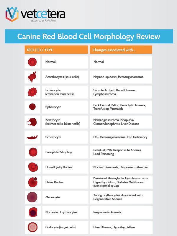 Canine Red Blood Cell Morphology Review Canine Red Blood Cell Morphology Review