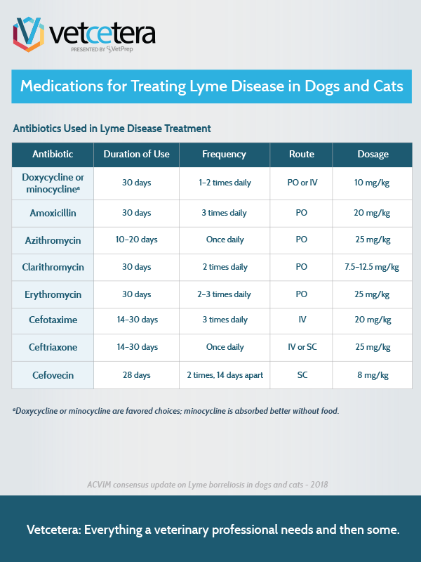 Medications for Treating Lyme Disease in Dogs and Cats: Antibiotics Used in Lyme Disease Treatment