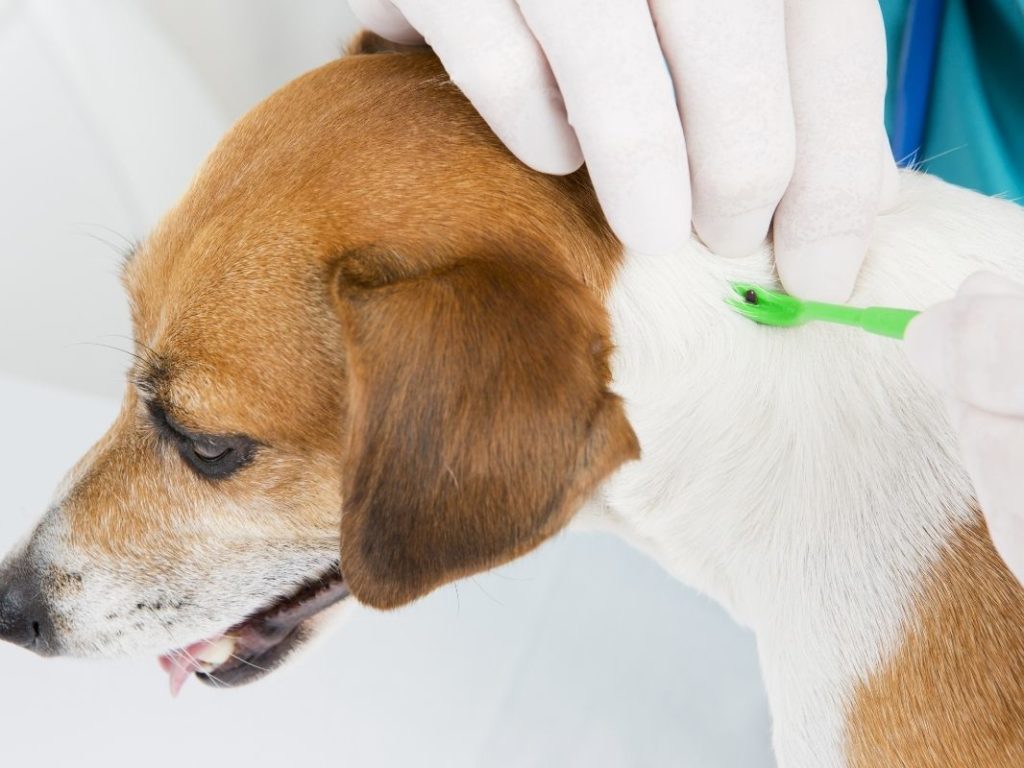 Tick'd Off: Lyme Borreliosis