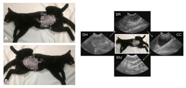 AFAST® and Its Target-organ Approach for Soft Tissue Abnormalities