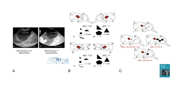 AFAST® and Its Abdominal Fluid Scoring System