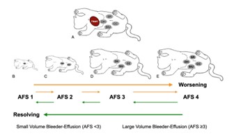 AFAST® and Its Abdominal Fluid Scoring System