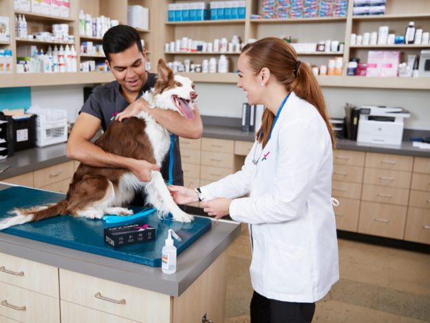 PetDX sponsored webinar - Is it cancer? Use of blood-based test as an aid-in-diagnosis for cancer detection in dogs