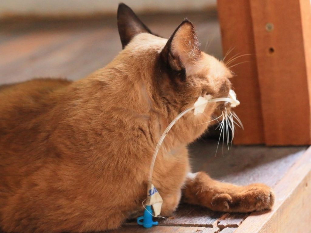 Hose Beast: Enteric Feeding Tubes