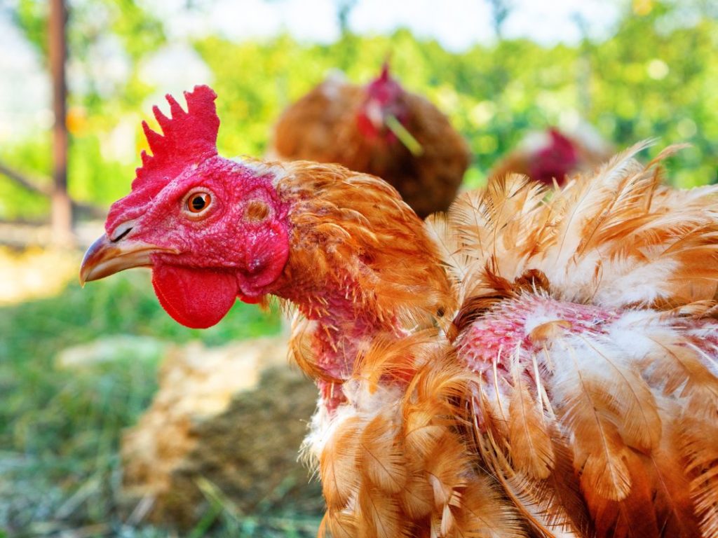A Chicken Walks Into an Exam Room -- Now What Do I Do?