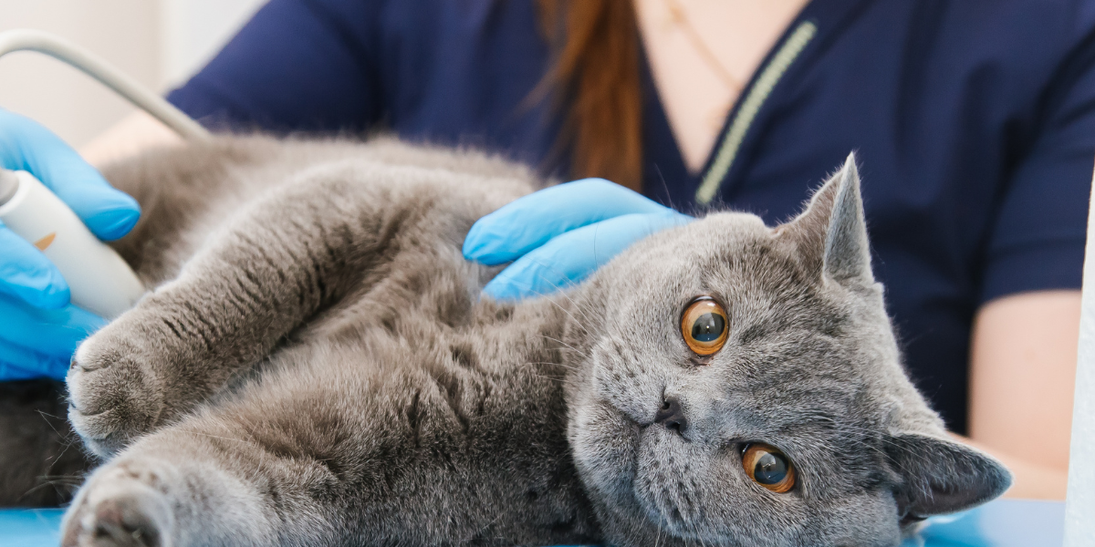B0028 What is Vet BLUE ® ?