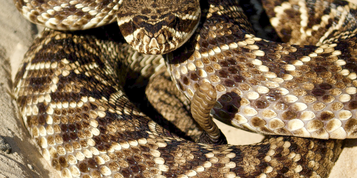 B0029 Pit Viper Envenomation