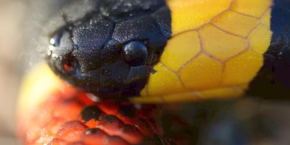 B0030 Coral Snake Envenomation