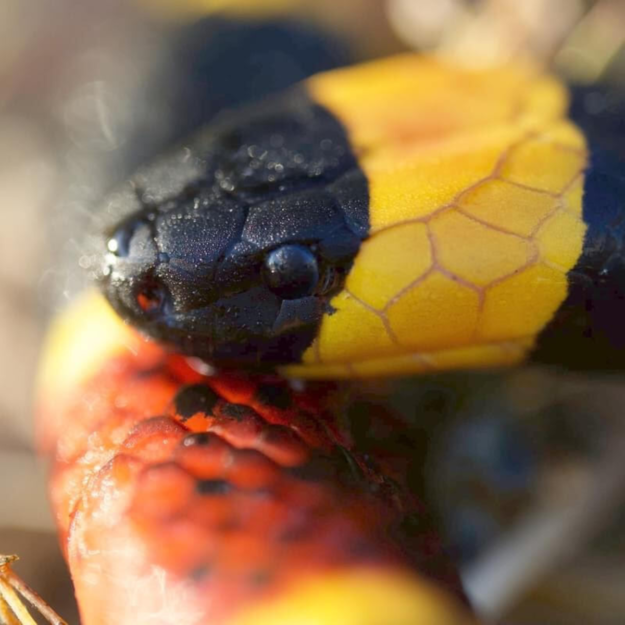Coral Snake Envenomation