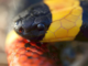 Coral Snake Envenomation