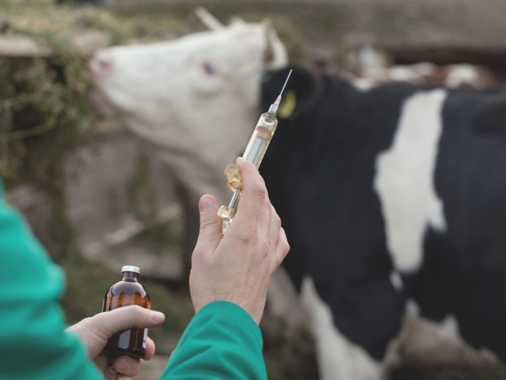 Local and Regional Anesthesia in Food Animals