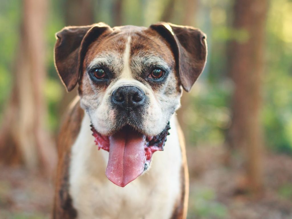 Celebrating Senior Pets!