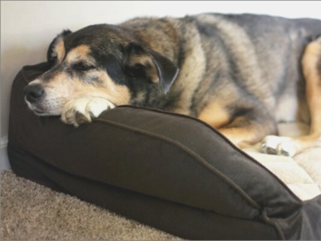 A Proactive Approach to Canine Osteoarthritis