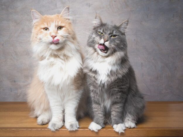 There's More than One Way to Treat a Cat: A Practical Approach to the Spectrum of Care