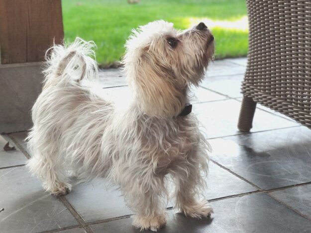 Cushings Disease