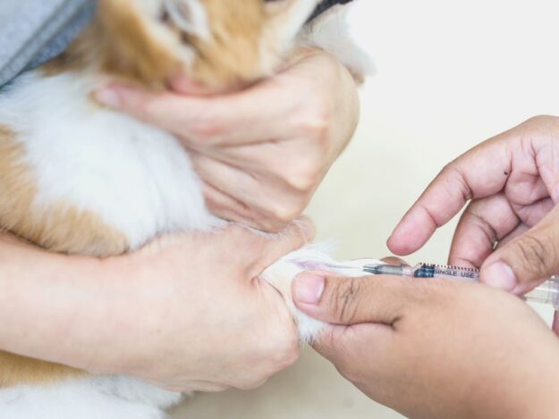 Hematology Part 1: Preparing Samples and Verifying Automated Complete Blood Counts
