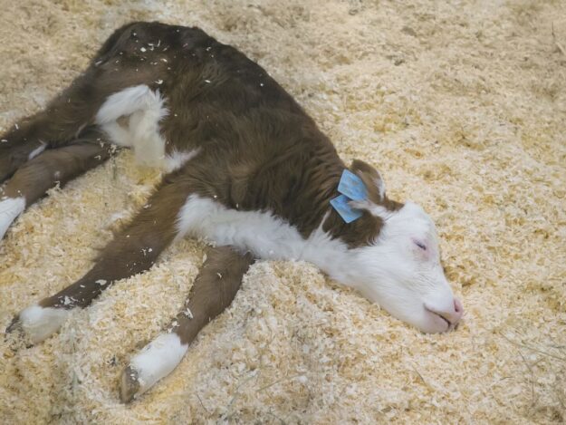 Managing Calf Scours
