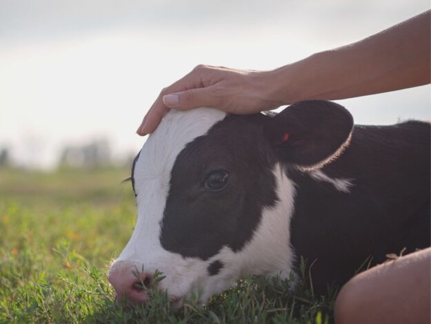 Critical Care of the Neonate Calf