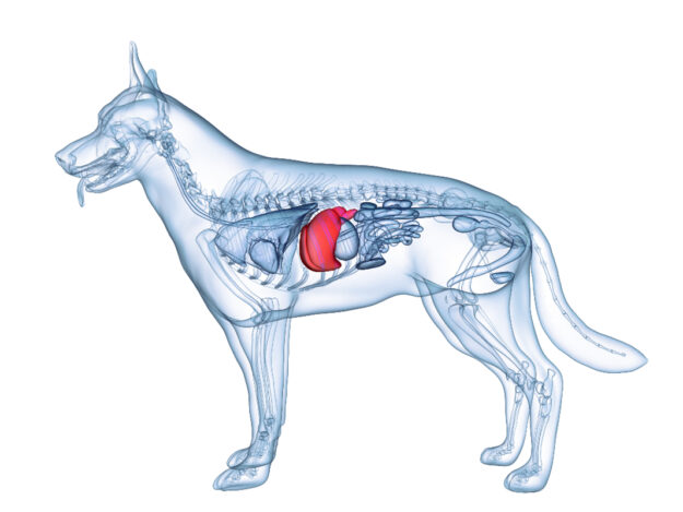 Canine Liver Disease: Clinical Relevancy - AKC SPONSORED