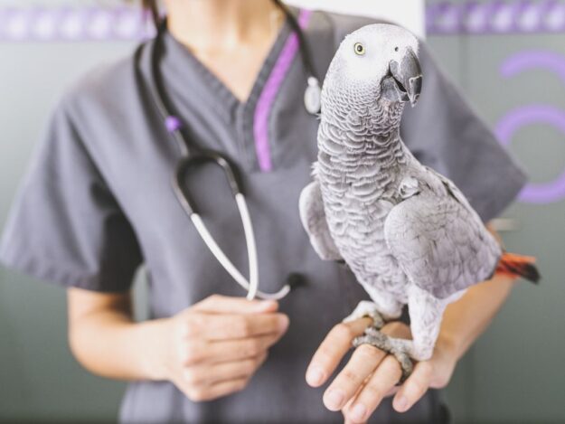 Practical Emergency & Critical Care of Pet Birds - CHEWY SPONSORED