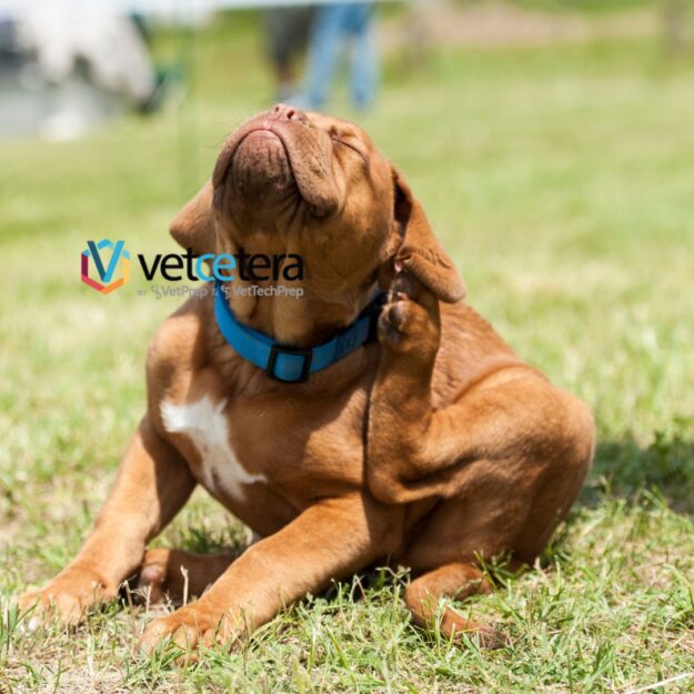 Jumping Over Fleas_Image Dog Itching
