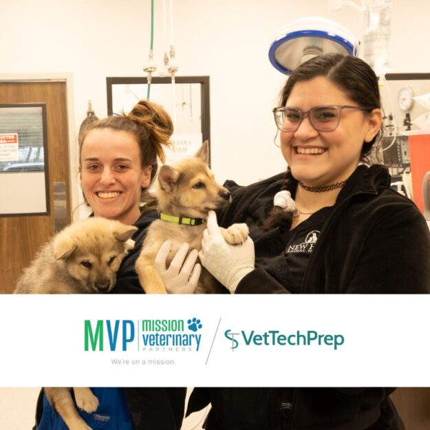 MVP – VTP VTP Advice Two vet technicians holding dogs.